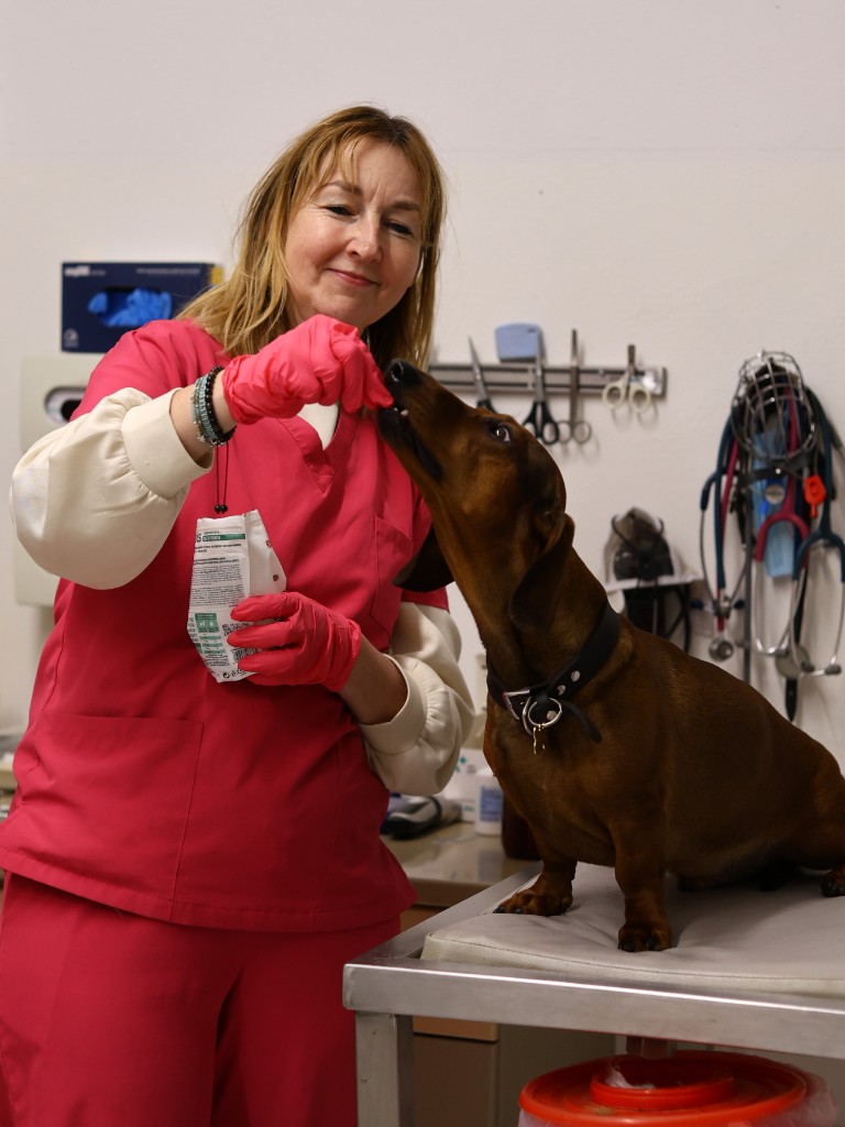 Przychodnia Weterynaryjna Medivet — zdjęcie 2