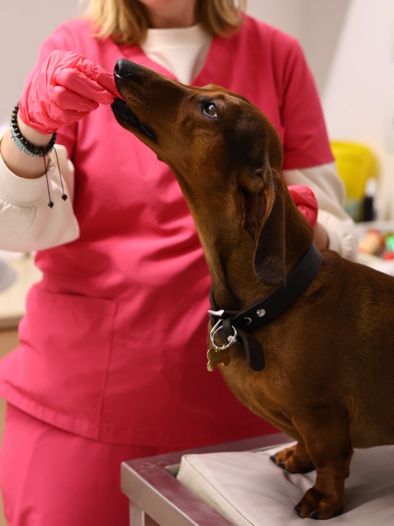 Przychodnia Weterynaryjna Medivet — zdjęcie 3