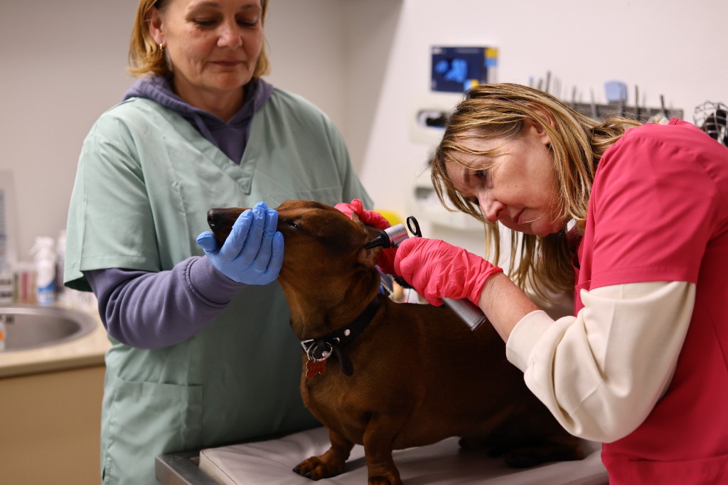 Przychodnia Weterynaryjna Medivet — zdjęcie 5