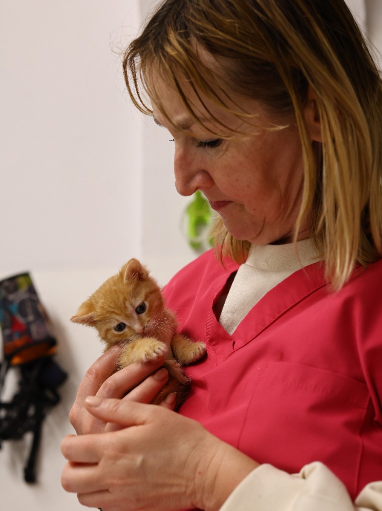 Przychodnia Weterynaryjna Medivet — zdjęcie 17