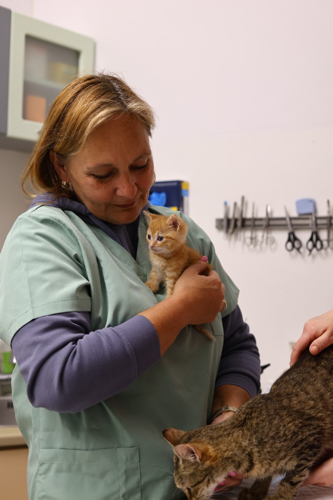 Przychodnia Weterynaryjna Medivet — zdjęcie 20